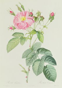 フレンチローズピンクの花シンプル